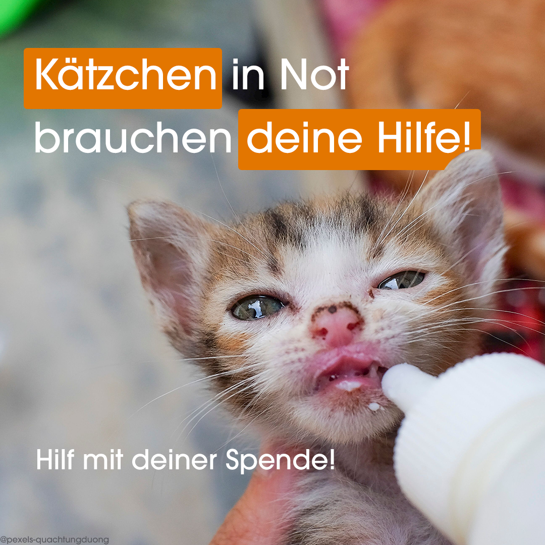 Menschlich erstellte Nahaufnahme eines kleinen Kätzchens, das mit einer Flasche gefüttert wird, mit eingeblendetem Text ‚Kätzchen in Not brauchen deine Hilfe‘ und Call-to-Action ‚Hilf mit deiner Spende!